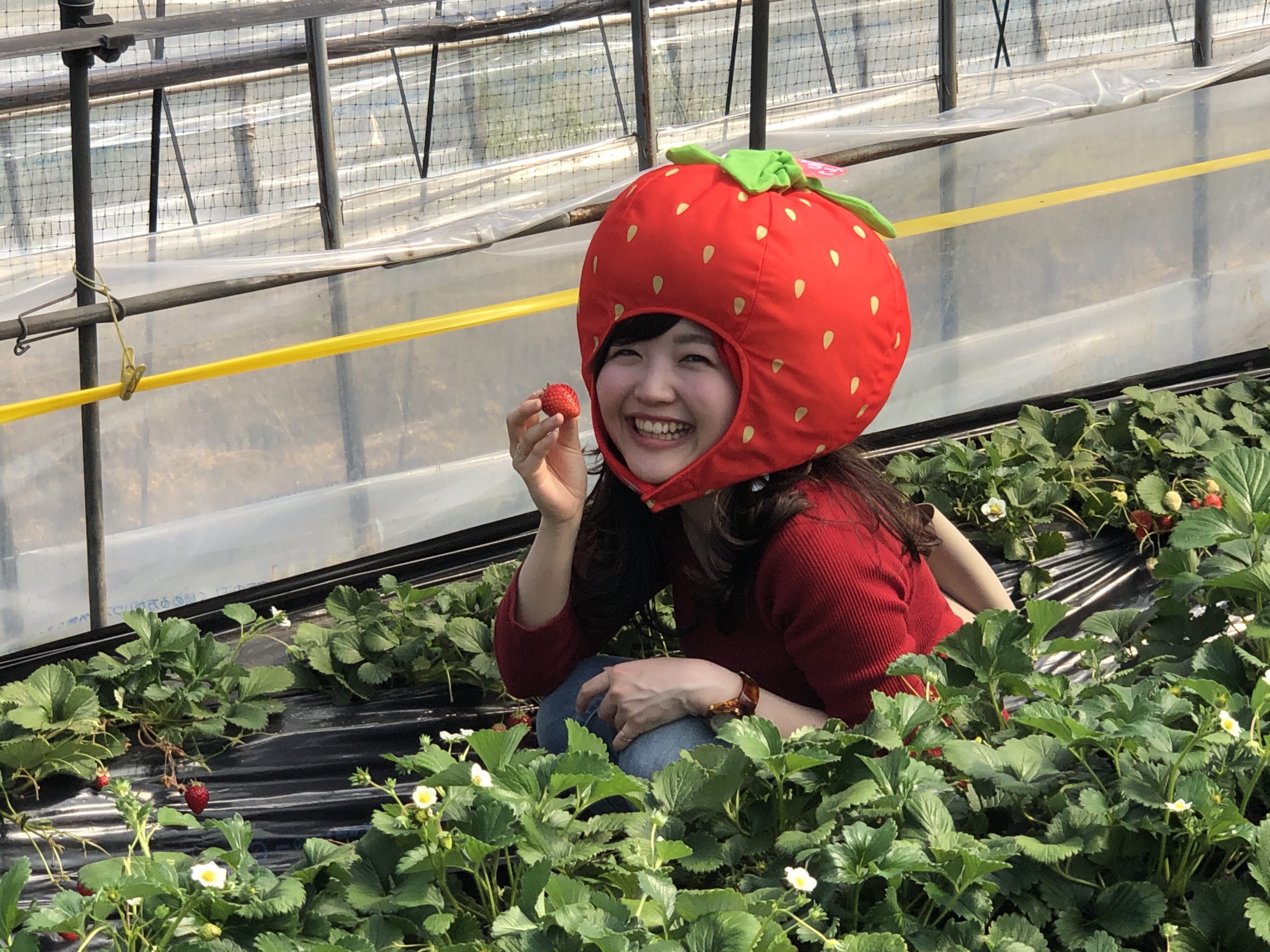 いちご狩り いちご狩り