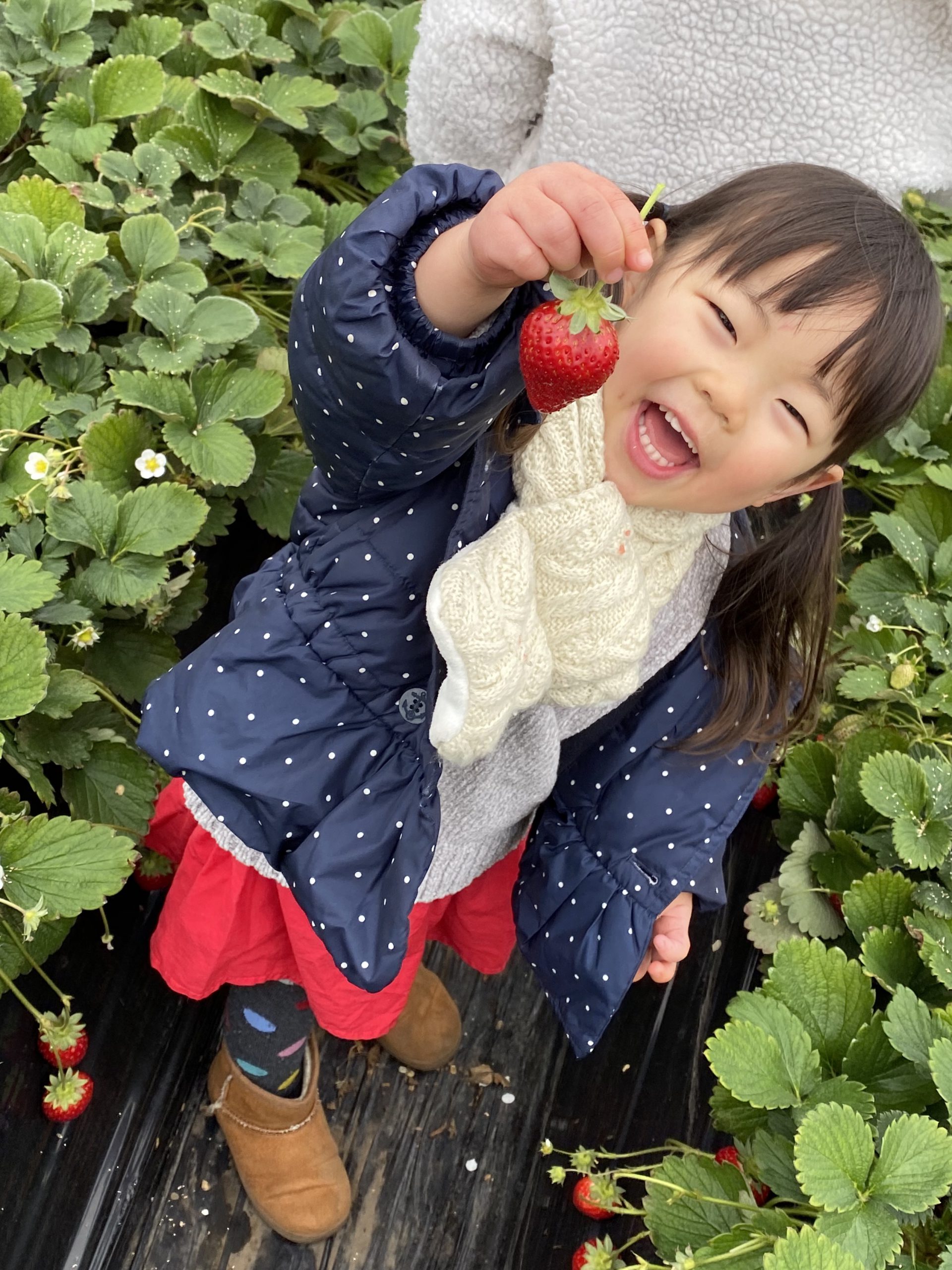 いちご狩り いちご狩り